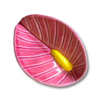 Anthurium - Image 6