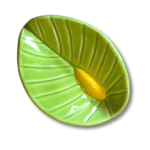 Anthurium - Image 8