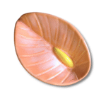 Anthurium - Image 12