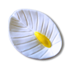 Anthurium - Image 15
